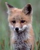 vulpesh